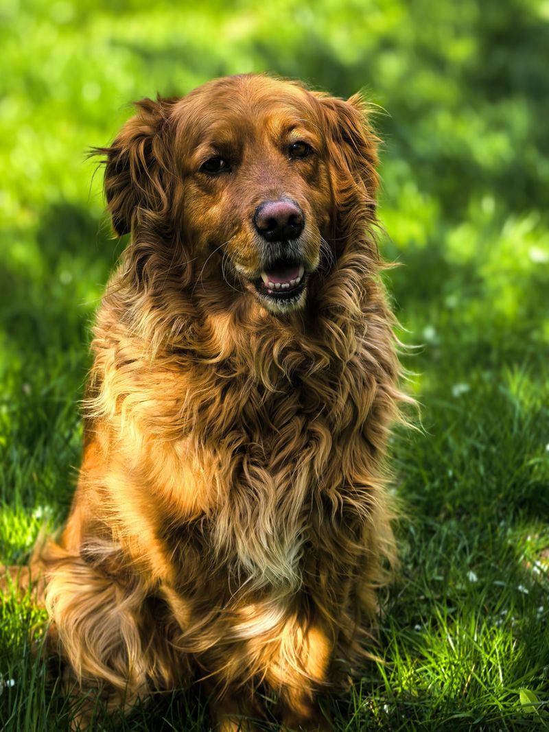 12 familiar breeds with lasting appeal - and 3 alternatives worth discovering 3 Golden Retriever