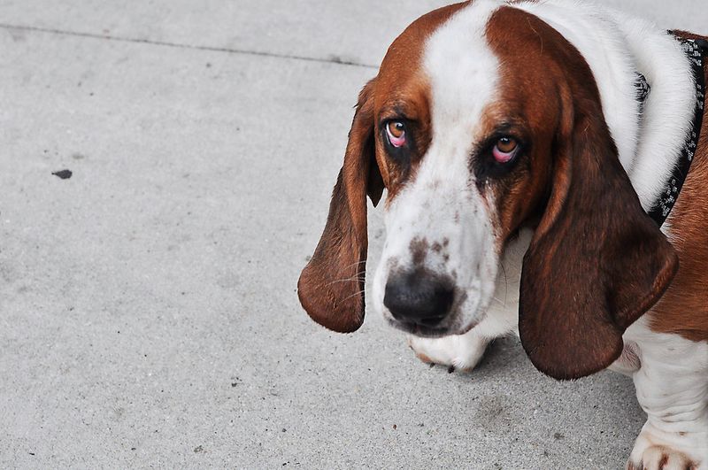 Basset Hound