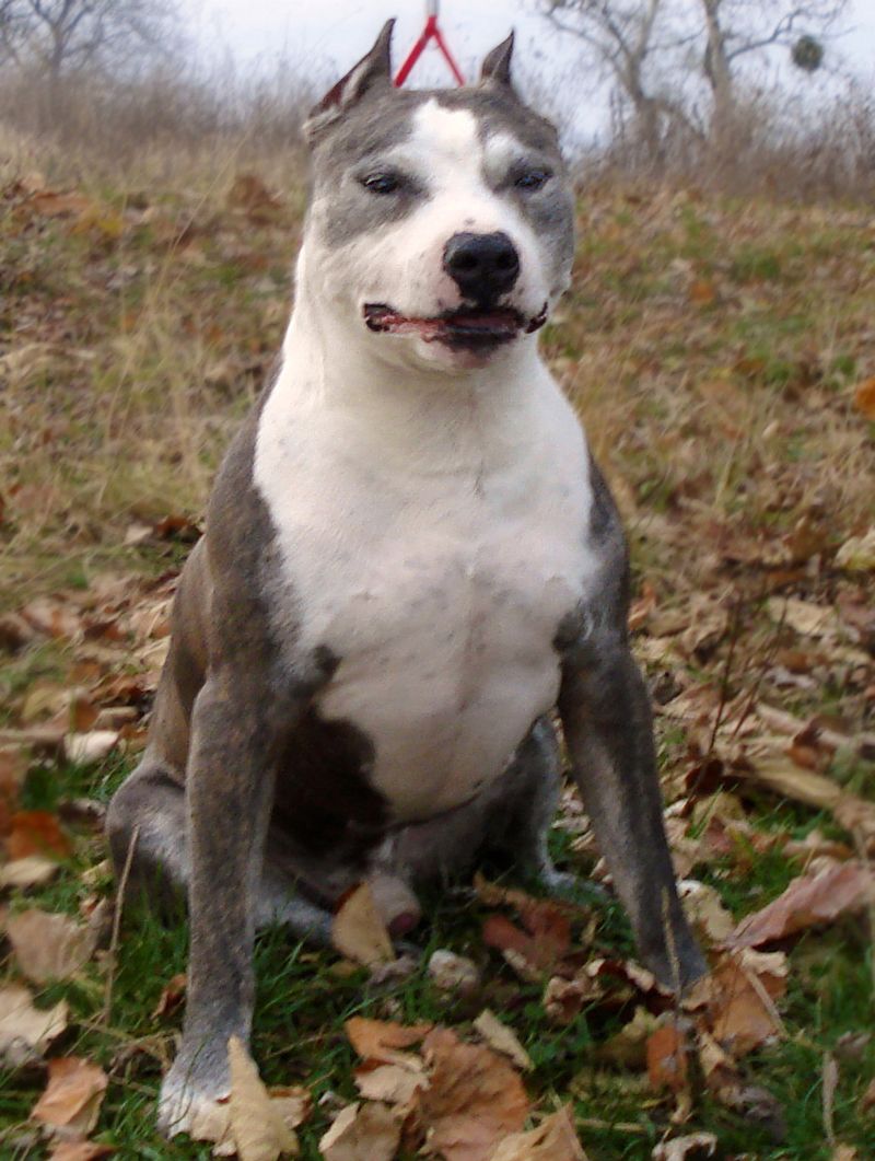 Behind the kennel door may be an incredible companion people keep passing by 2 American Staffordshire Terrier