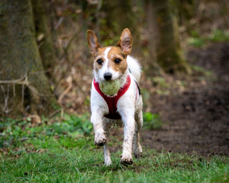 Some dogs can live beautifully with cats - These breeds may make compatibility more complicated 3 Jack Russell Terrier