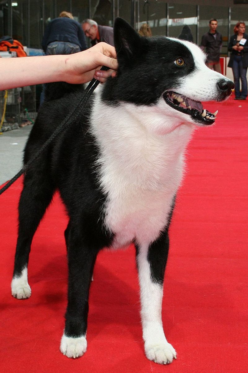 Karelian Bear Dog