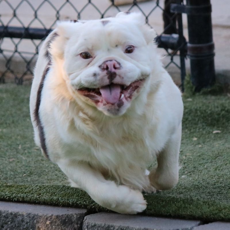 26 Bulldog Breeds Recognized for Their Strength and Endurance 26 Mammut Bulldog