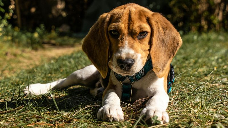 These 13 dogs are tough to train, but here’s what works 10 Beagle