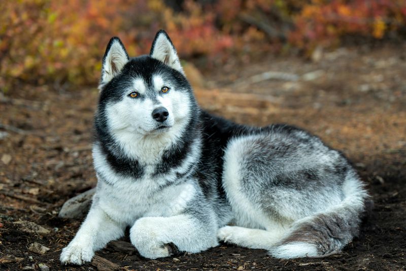 Siberian Husky