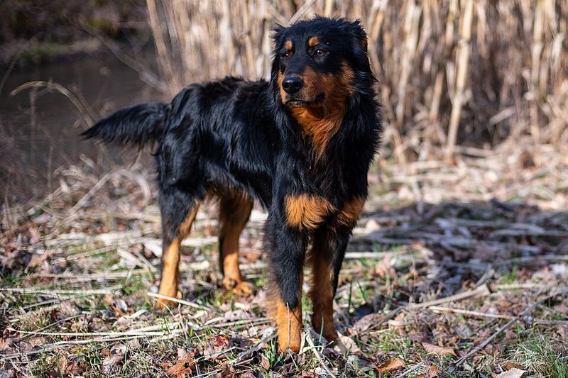 English Shepherd