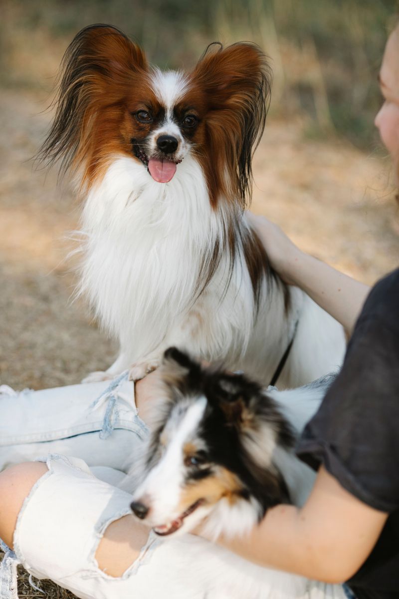 10 dog breeds that care more about daily activity than yard size - plus 3 surprisingly adaptable companions 11 Papillon