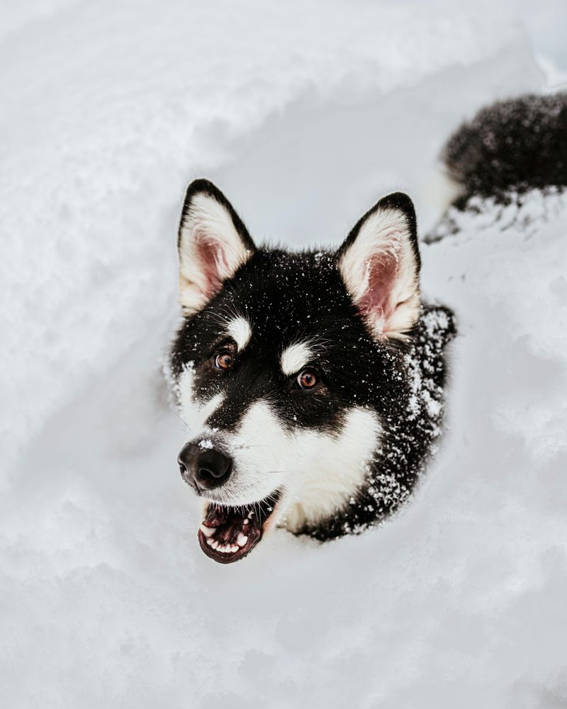 If You Live for Winter Walks, Start With These 14 Cold-Weather-Loving Breeds 2 Alaskan Malamute