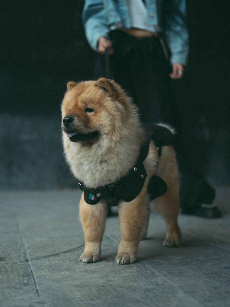 Chow Chow