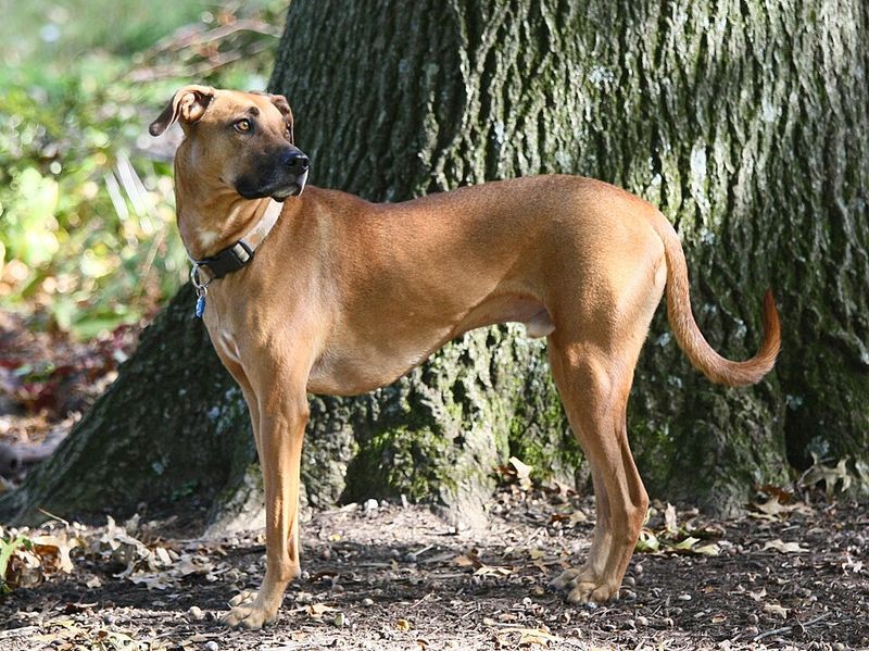 Black Mouth Cur