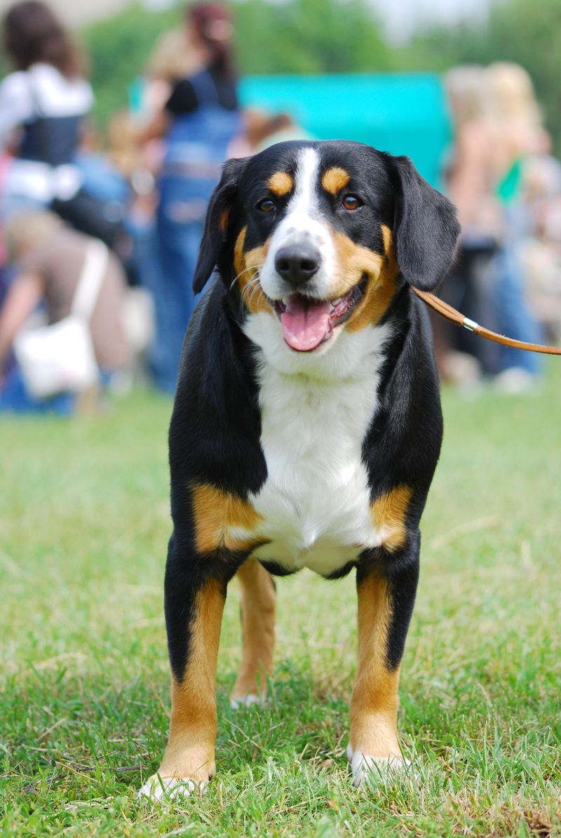 Appenzeller Sennenhund