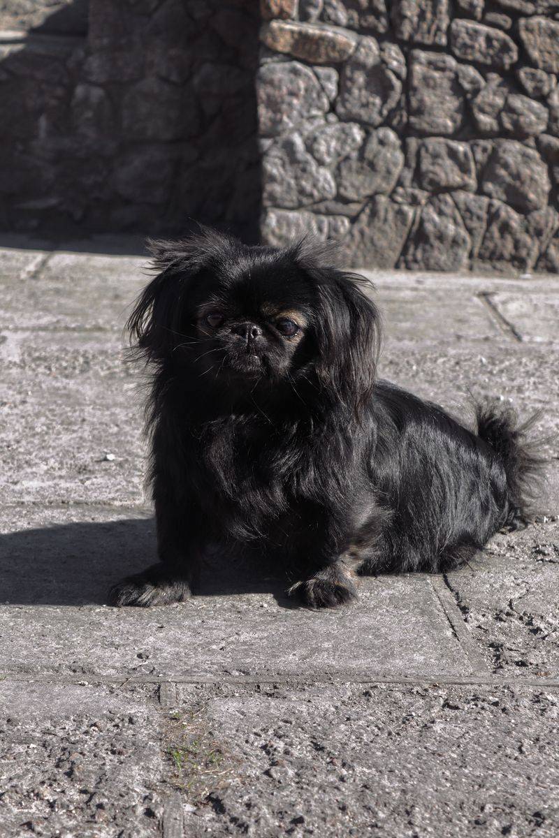 These 9 dog breeds often snore, but owners should know when it's something more 8 Pekingese