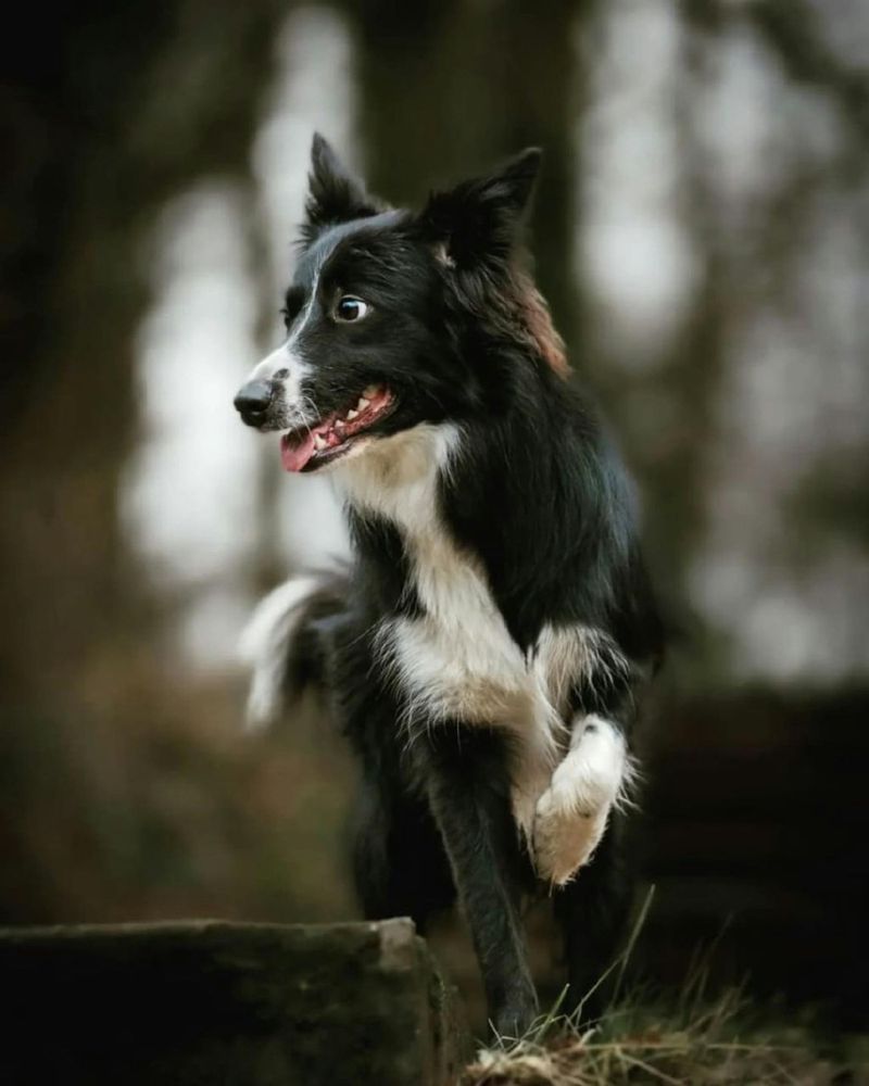Border Collie