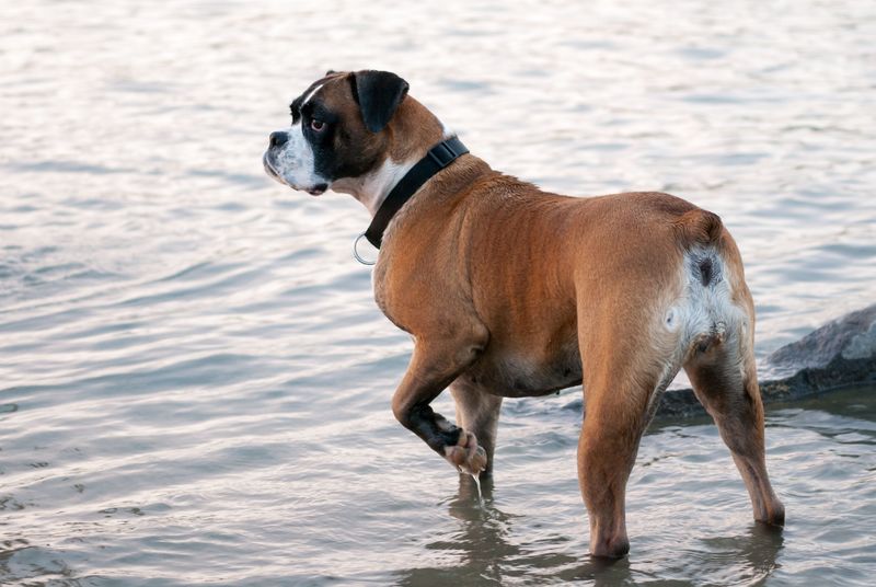 Warm weather isn't equally safe for every dog - and these breeds prove why 5 Boxer