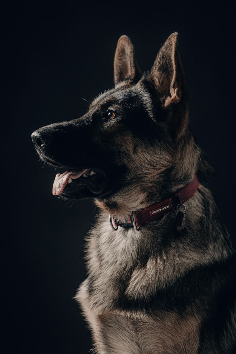 27 High-Maintenance Dog Breeds That Can Test Even Experienced Owners 23 German Shepherd