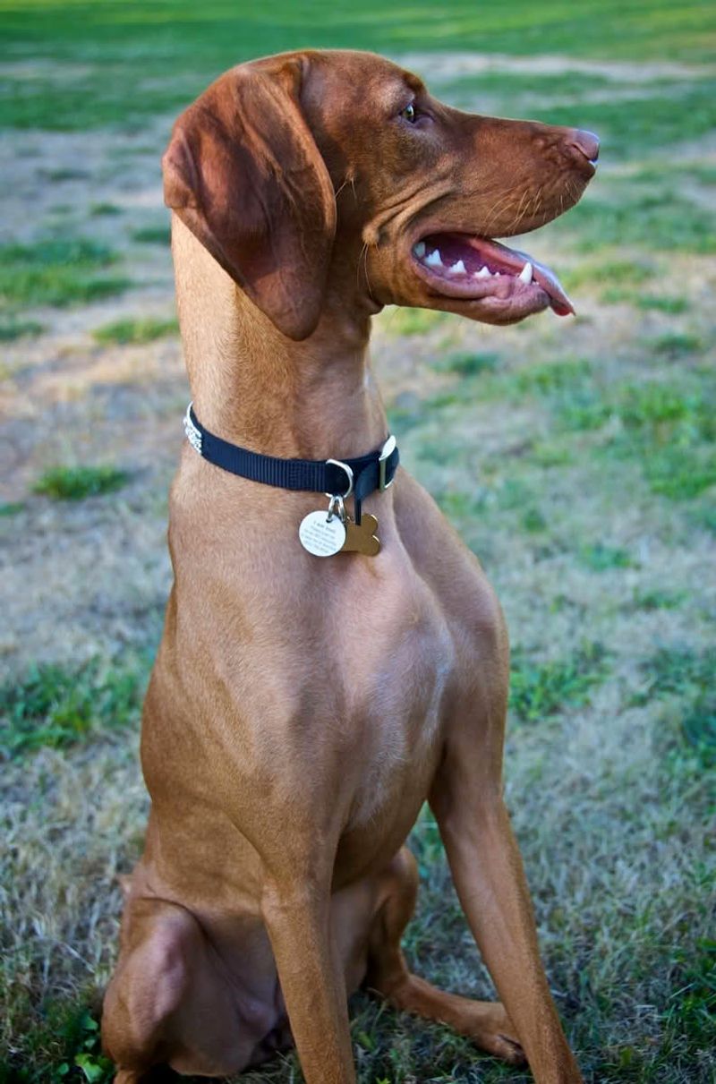 Vizsla