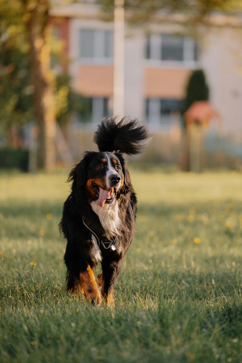Bernese Mountain Dog