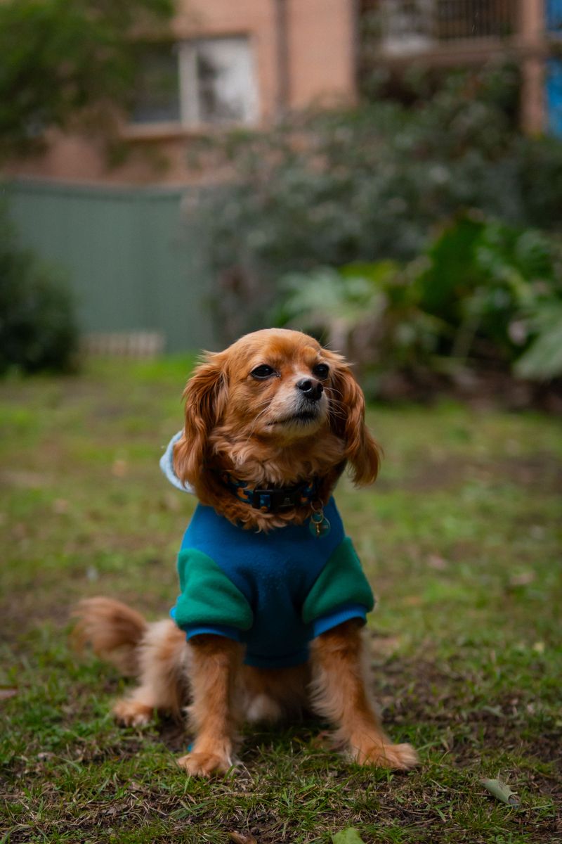 11 dog breeds admired across continents - plus 3 breeds becoming international favorites 12 Cavalier King Charles Spaniel