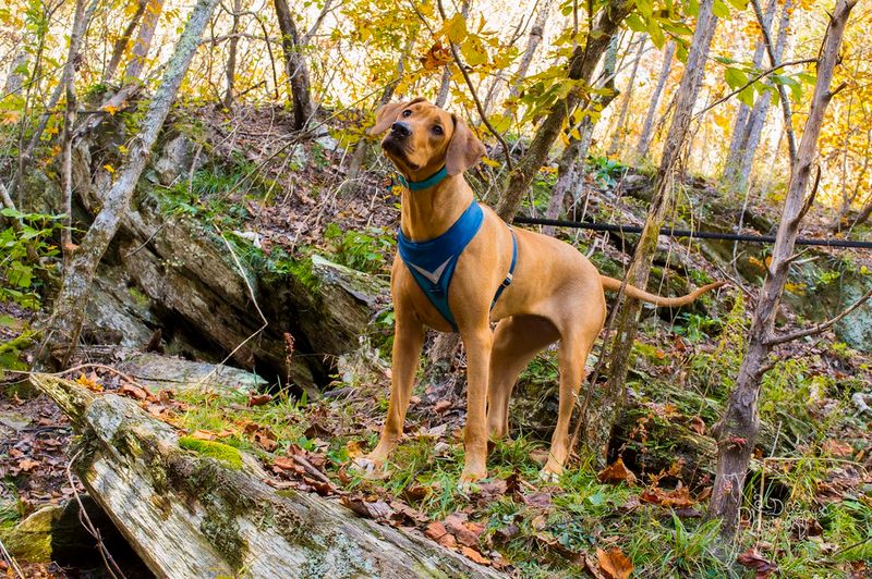 25 Energetic Dog Breeds That Love Hiking and Outdoor Adventures 11 Rhodesian Ridgeback