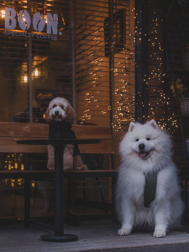 Looking camera-ready comes naturally to these 11 dog breeds – plus 3 breeds that wear their messy look proudly 3 Samoyed
