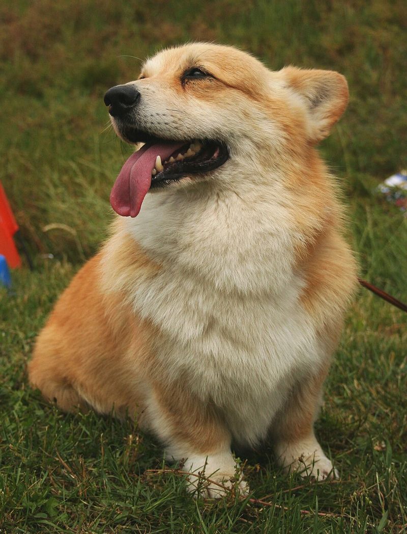Pembroke Welsh Corgi