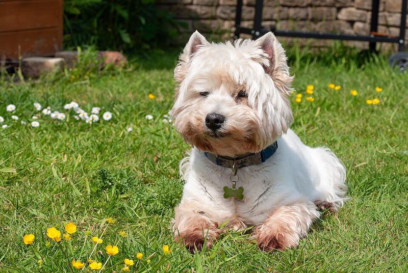 Dog trends left these breeds behind - Ask their owners and you'll hear a very different story 9 West Highland White Terrier