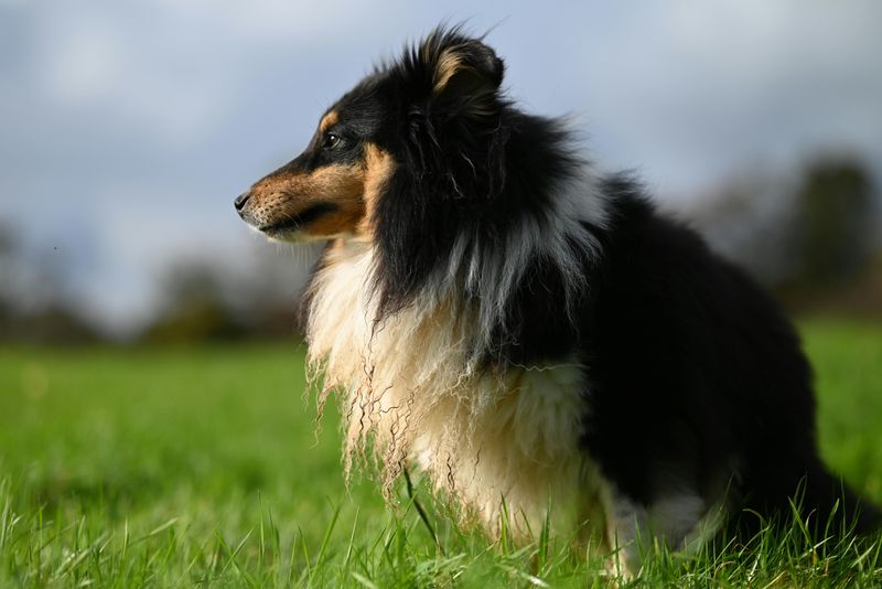 Shetland Sheepdog