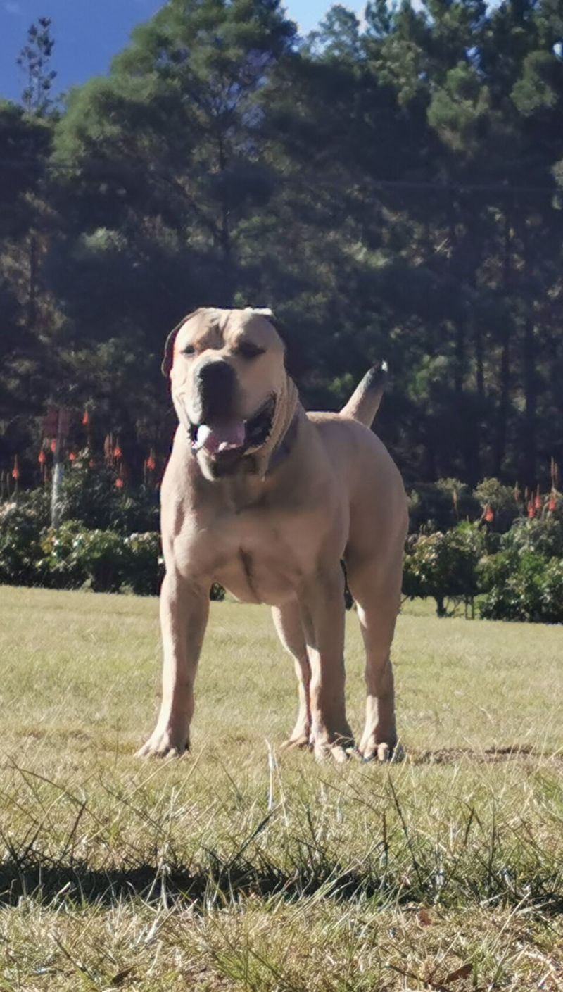 25 Dog Breeds with a Majestic Look That Instantly Draws Attention 14 Boerboel