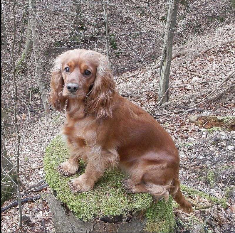 These 11 dogs are emotionally sensitive and may need extra reassurance 10 English Cocker Spaniel