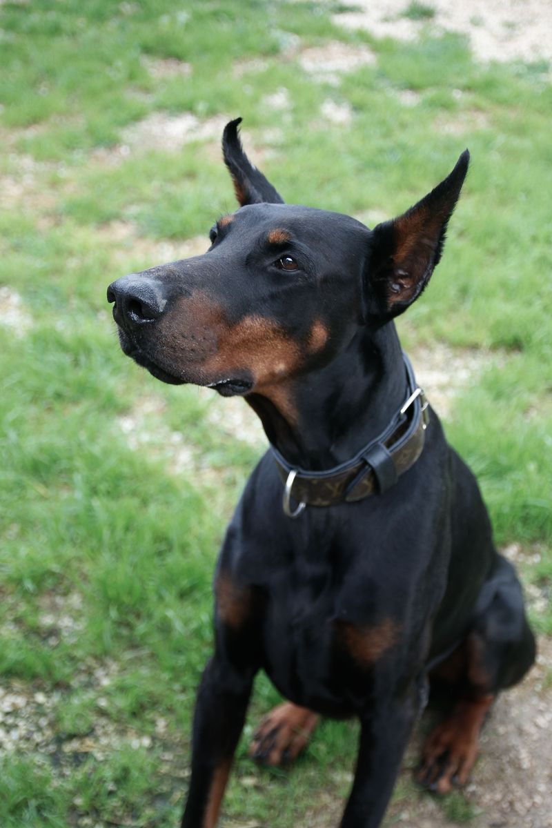 These dog breeds often become exceptional learners once owners stop rushing the process 8 Doberman Pinscher