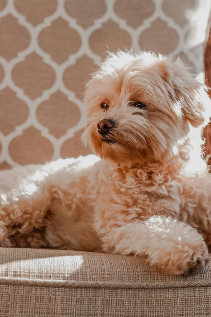 Maltipoo