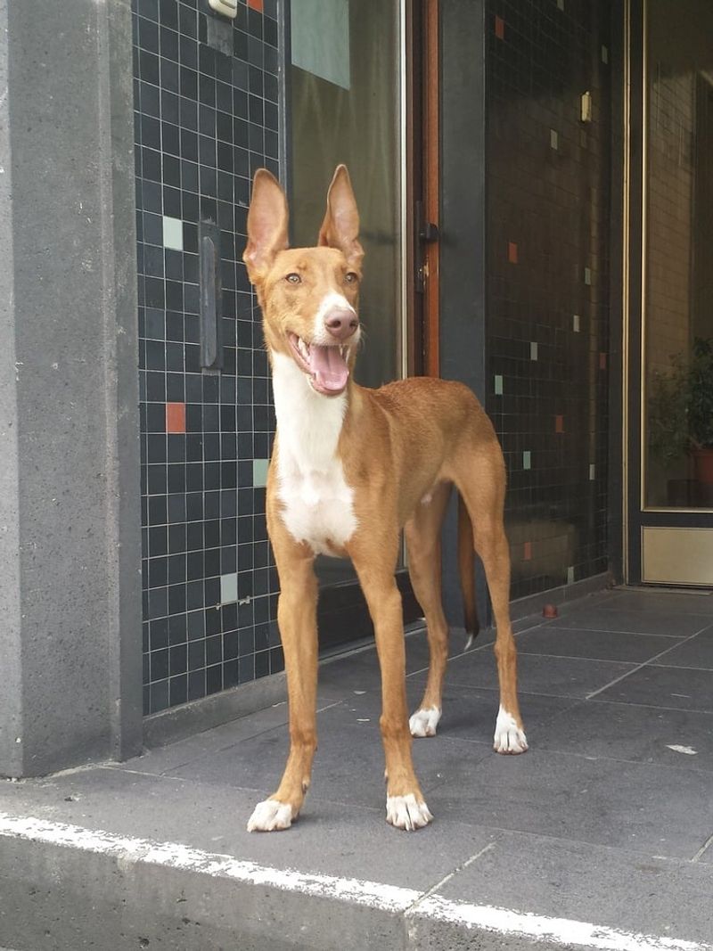 Basenji