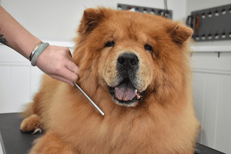 Chow Chow