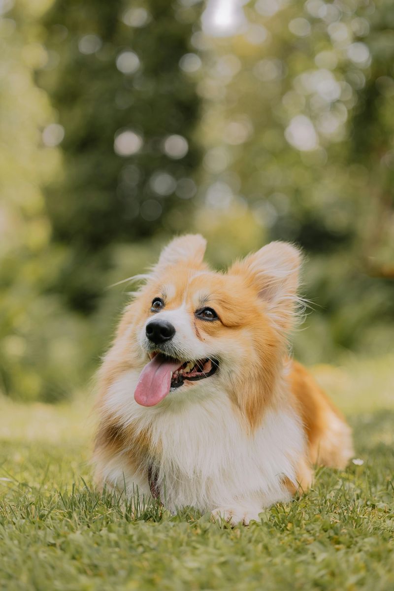 12 Dog Breeds That Approach Border Collie-Level Intelligence (and 13 Close Followers) 12 Corgi