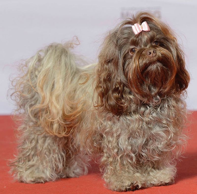 Russian Tsvetnaya Bolonka