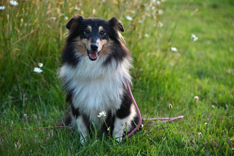 Gentle handling brings out the best in these emotionally aware companions 5 Shetland Sheepdog