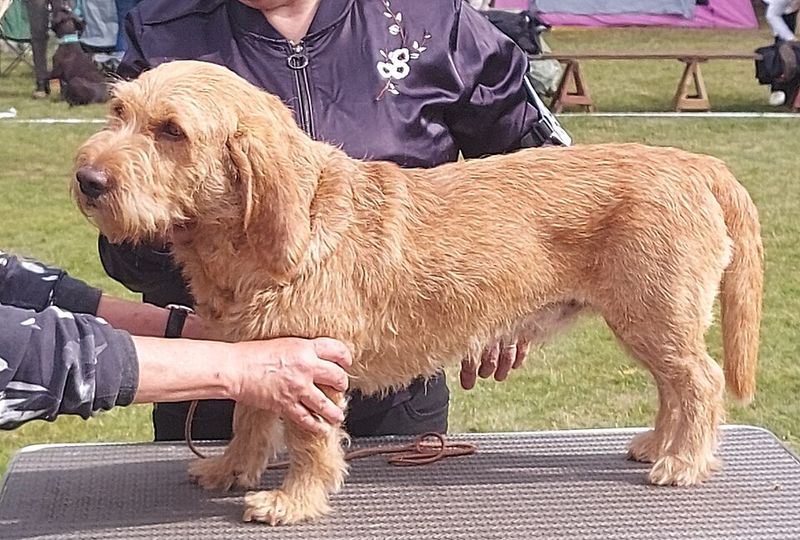 Basset Fauve De Bretagne