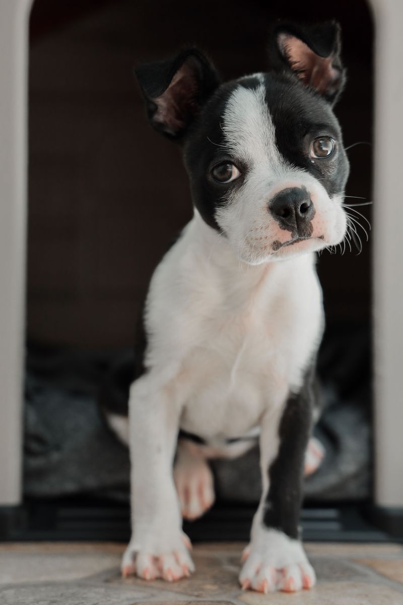 12 dog breeds that may do almost anything for a treat - and 3 that make you work harder for their attention 12 Boston Terrier
