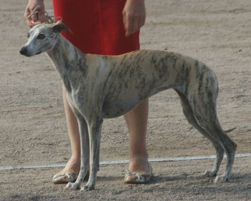 If fireworks worry you more than your dog, these breeds may surprise you 8 Whippet