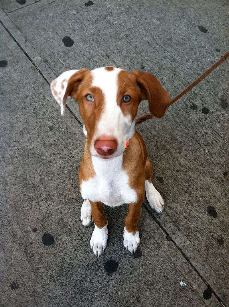 Ibizan Hound