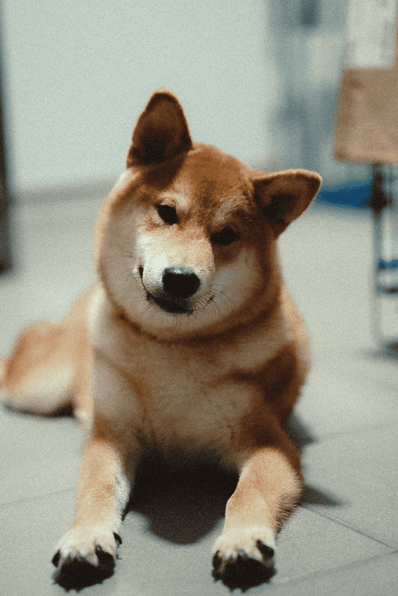 Shiba Inu