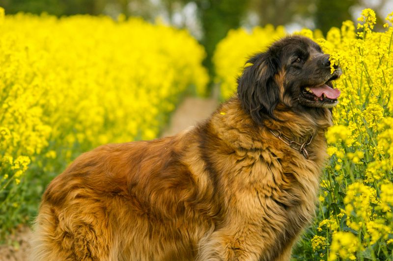 12 dogs with painfully short lifespans owners say are never easy to accept 9 Leonberger