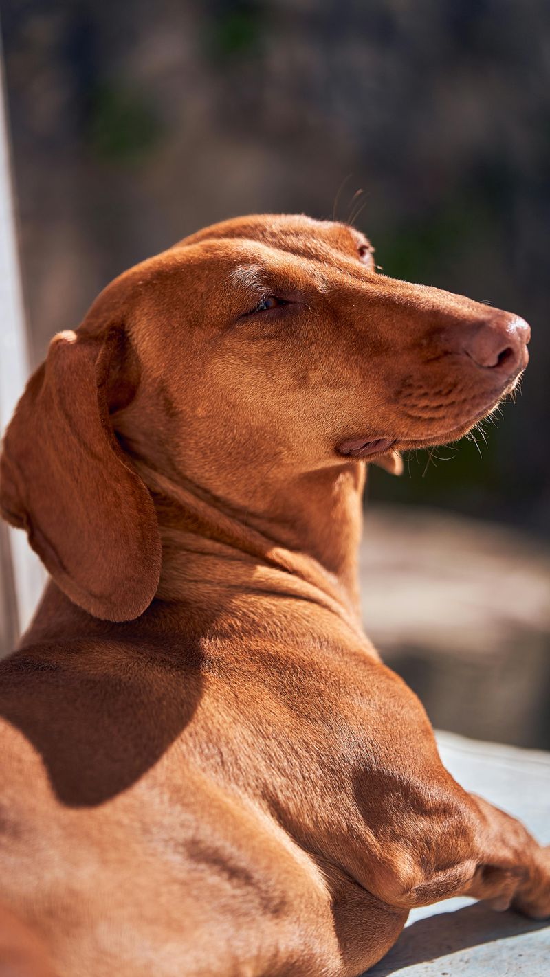 Some dog breeds never lose their appeal - These 13 prove it 7 Dachshund
