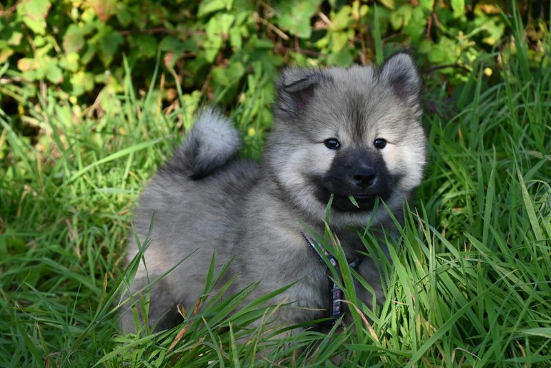 About to Get Your First Puppy? These 14 Breeds Usually Handle Beginner Mistakes Best 5 Keeshond