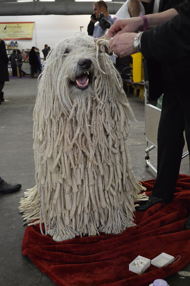 Komondor