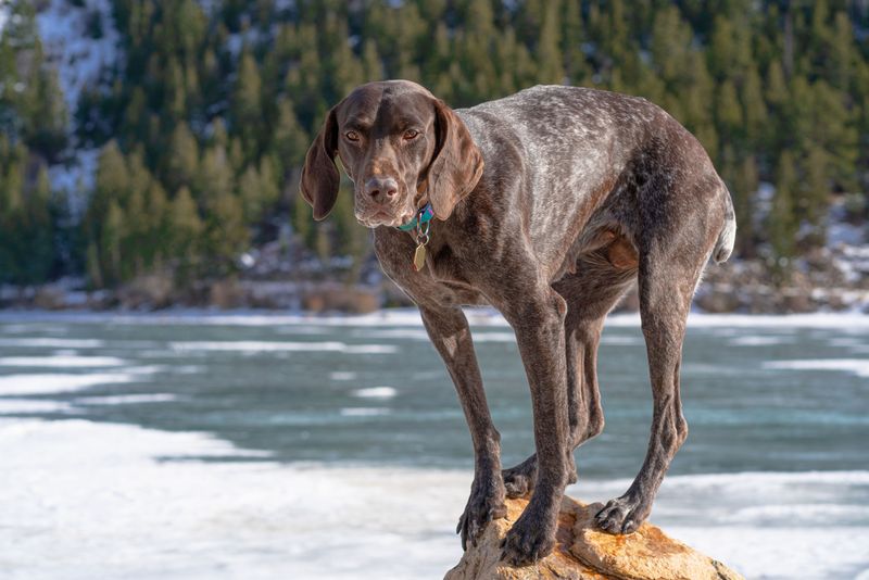 German Shorthaired Pointer