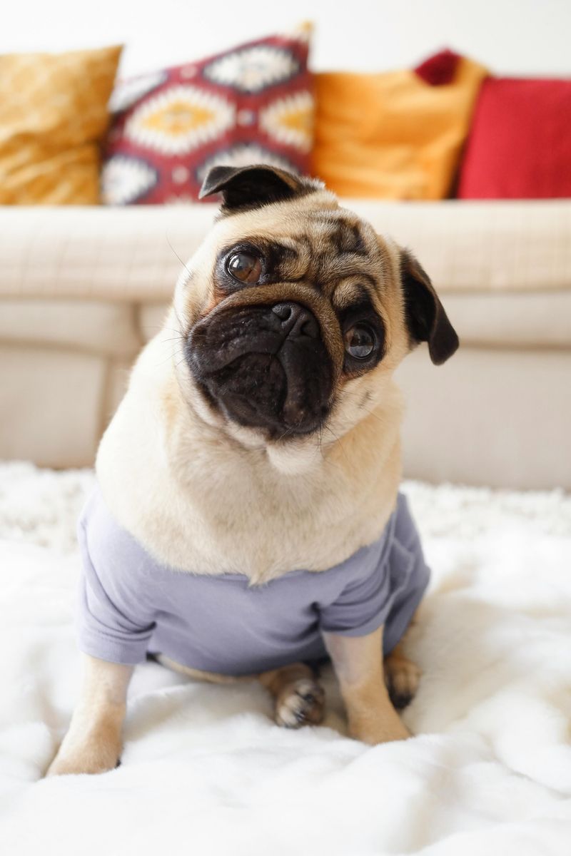 Pug