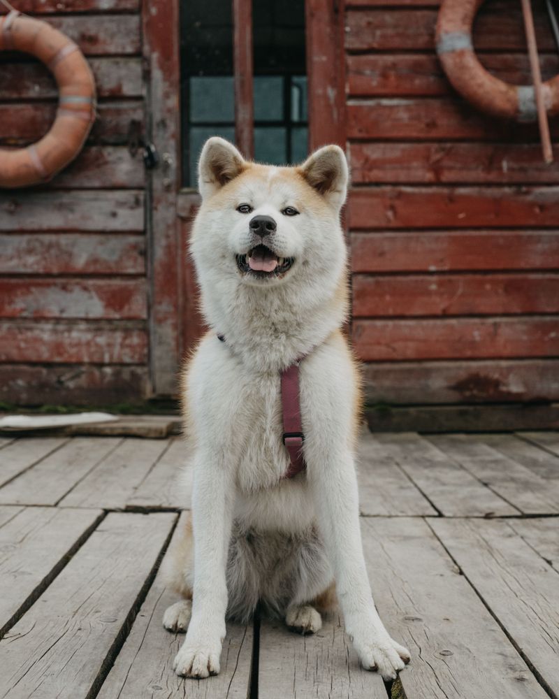 Some dogs climb into your lap - These 10 breeds may prefer loving you from across the room 2 Akita