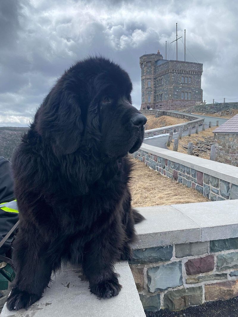 The happiest moments for these 12 dog breeds rarely happen in the middle of a crowd 12 Newfoundland