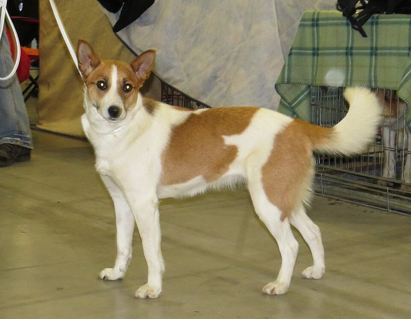 Rare Doesn’t Mean Fragile - 11 Lesser-Known Breeds That Are Surprisingly Tough 9 Norrbottenspets