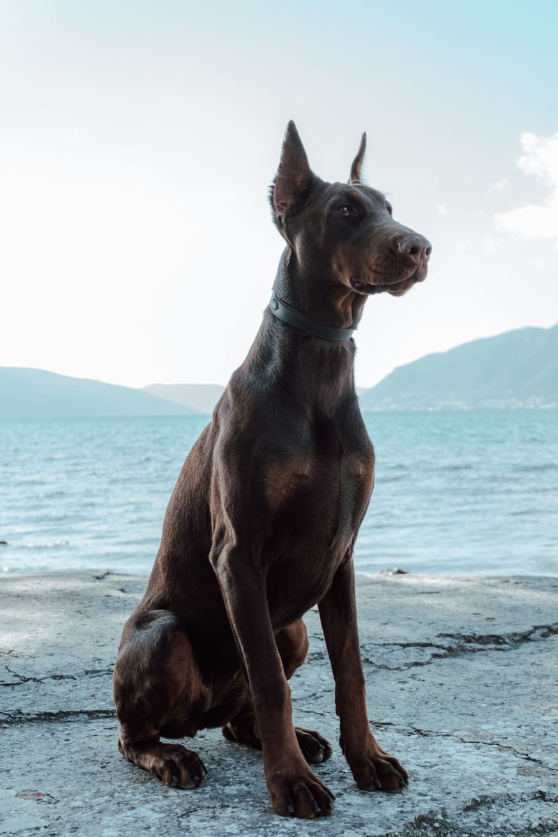 Doberman Pinscher